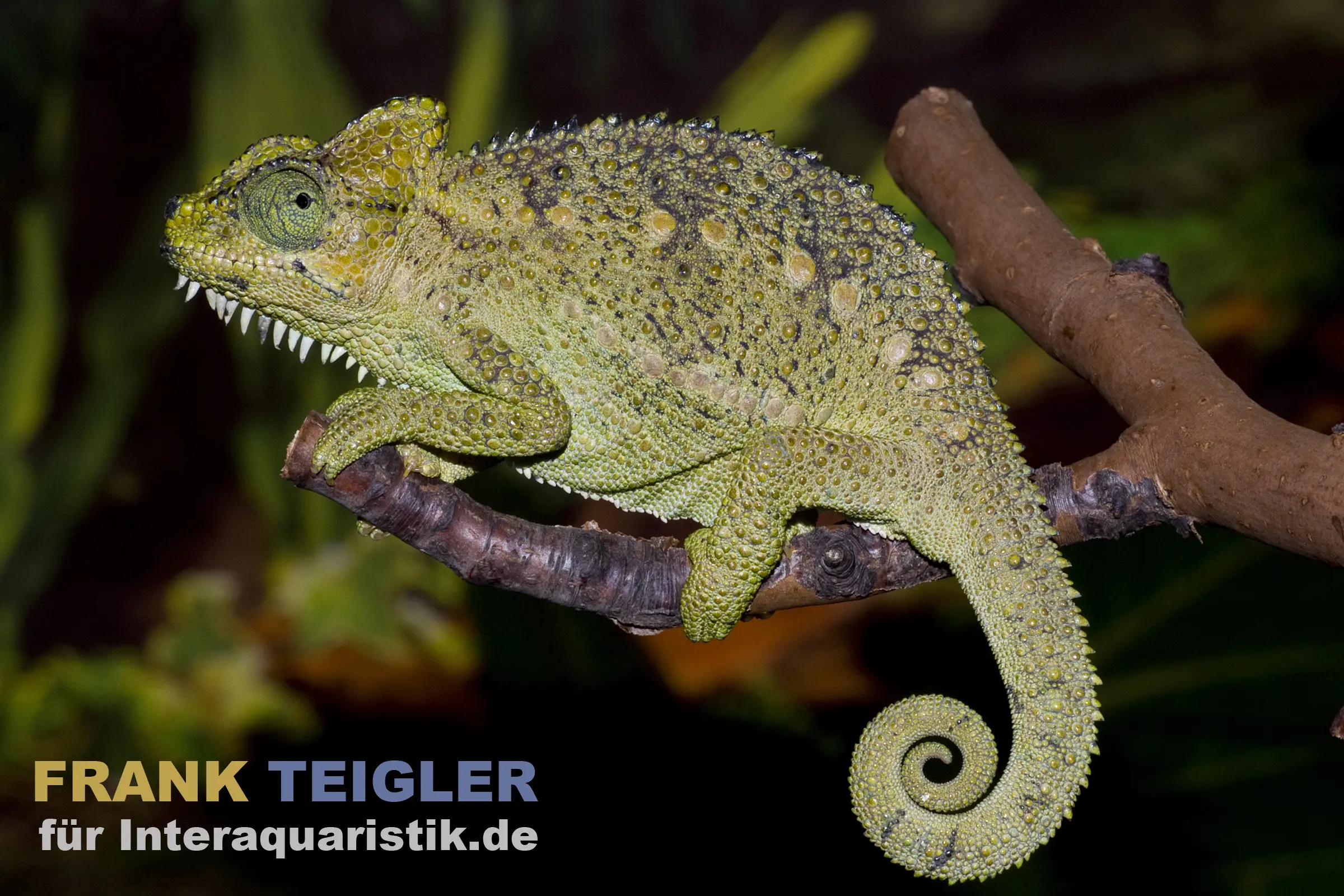 Caméléon de Höhnel, Trioceros hoehnelii
