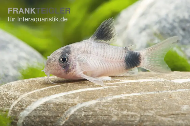 Corydoras panda, Corydoras panda