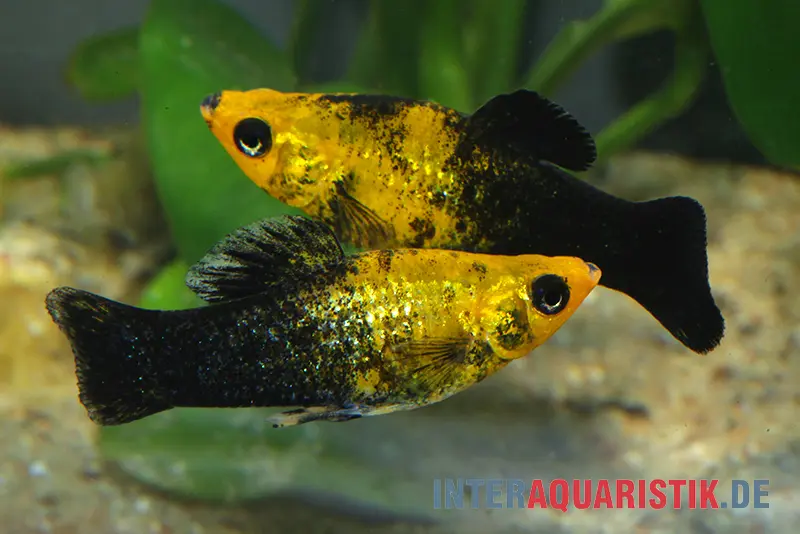 Molly noir et doré, Poecilia sphenops