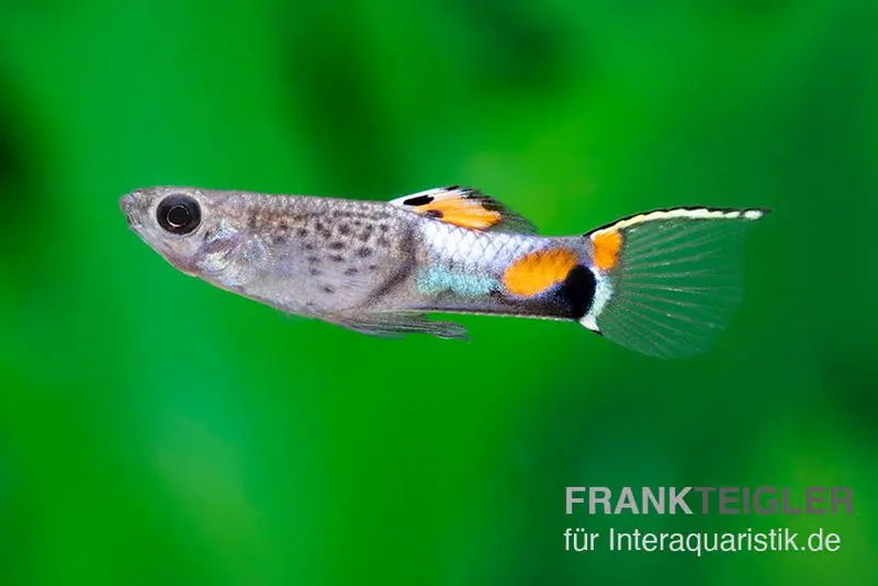 Endler Guppy Blue Snake, Poecilia wingei, vendu par couple (mini-poisson)