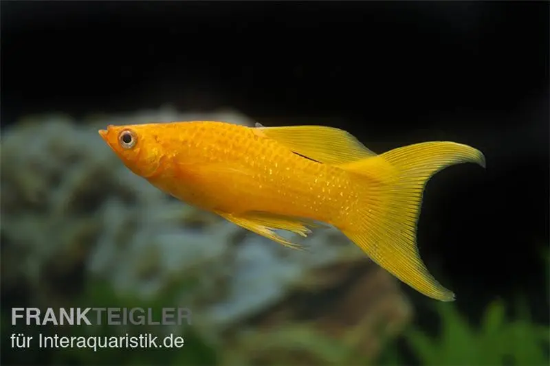 Molly poudre d’or lyre, Poecilia sphenops