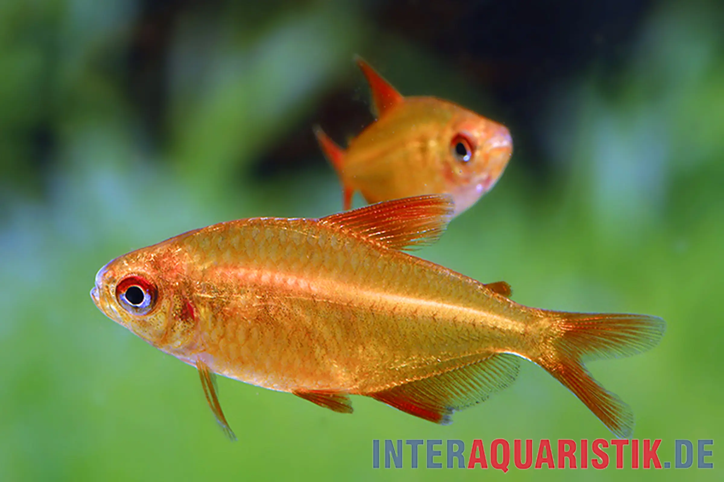 Tétra cerise rouge, Hyphessobrycon sp. muzel « Red Cherry »