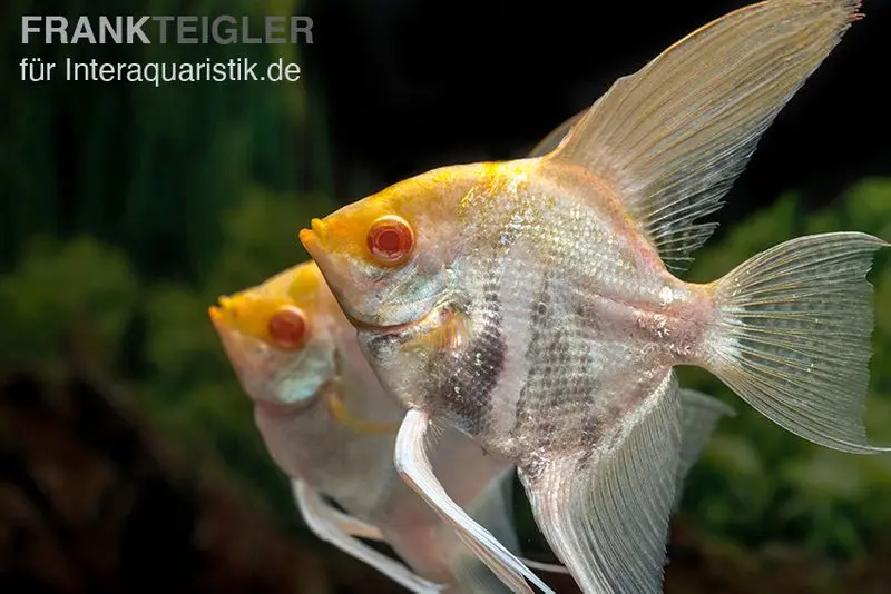 Scalaire albinos marbré doré, Pterophyllum scalare, 3-4 cm
