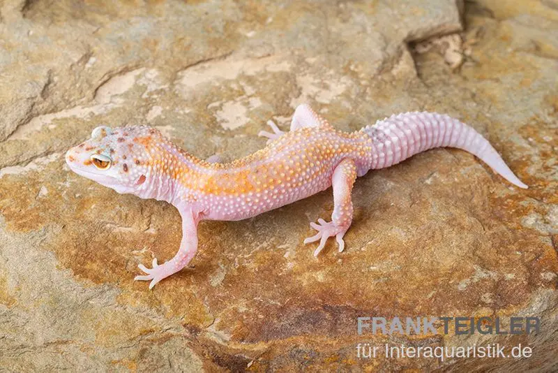 Gecko léopard, Eublepharis macularius, WHITE & YELLOW