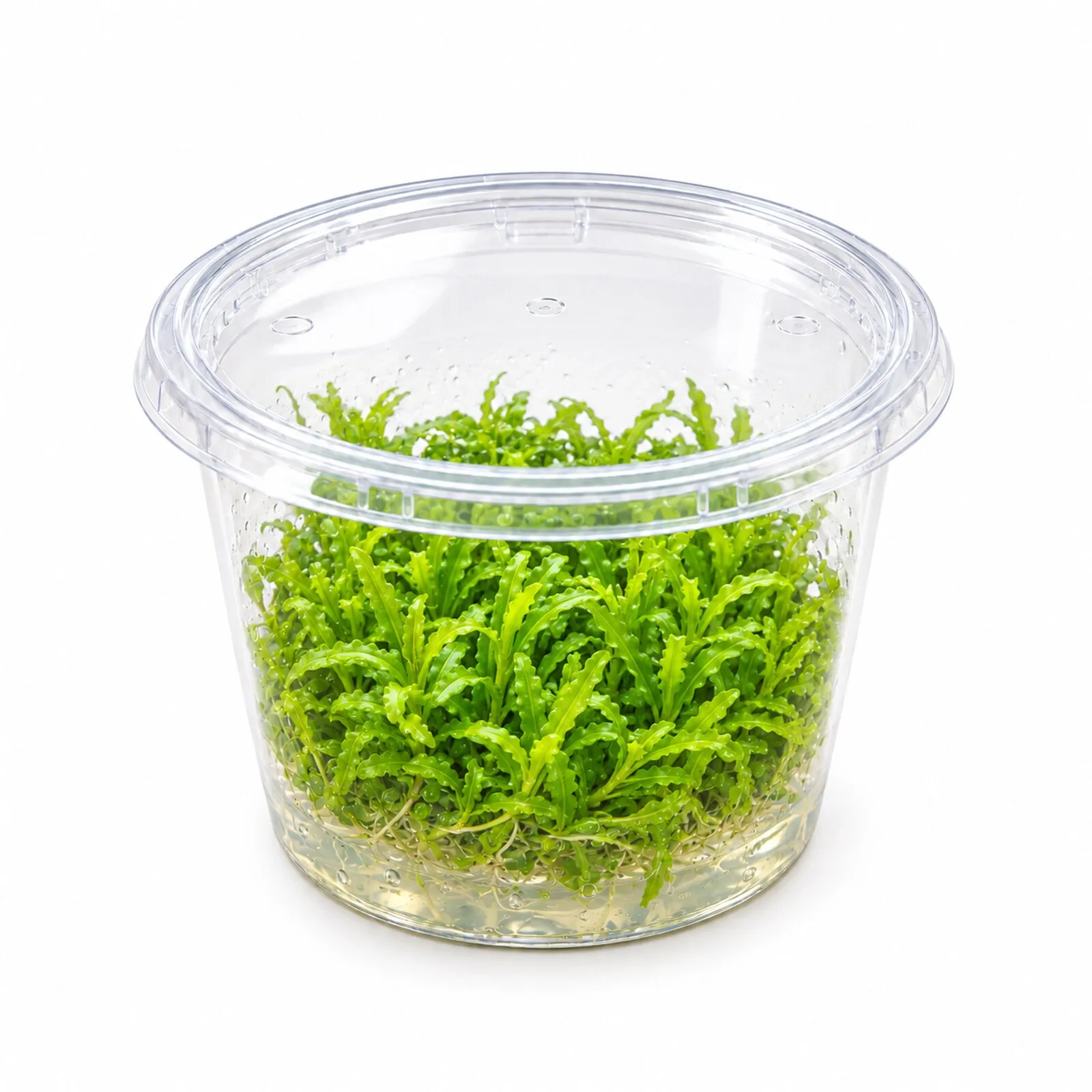 Pogostémon étoilé, Pogostemon helferi, in vitro