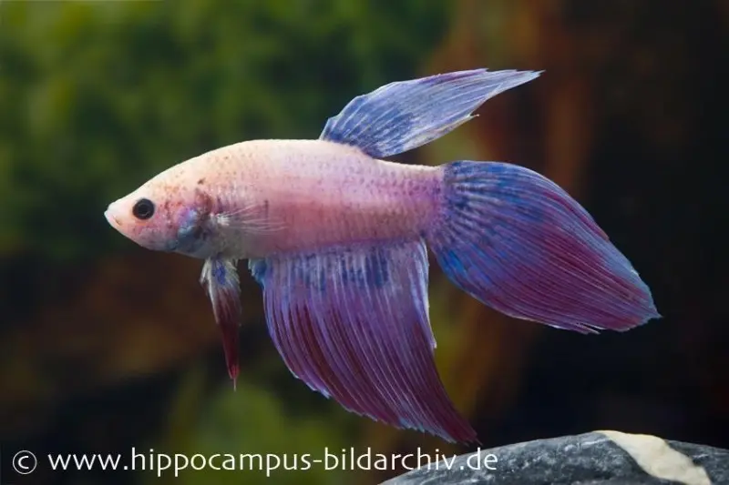 Combattant Long Tail lavender, mâle, Betta splendens