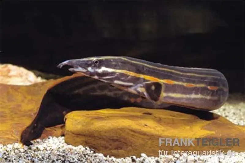 Anguille épineuse de feu, Mastacembelus erythrotaenia