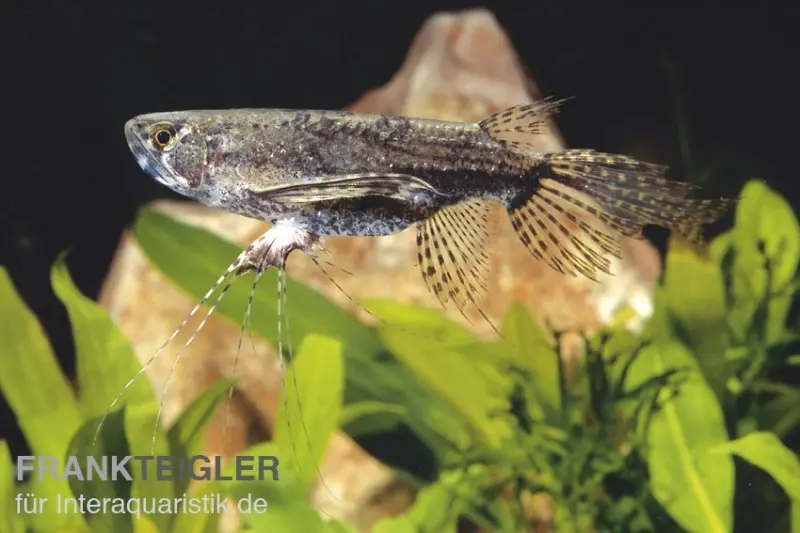 Poisson-papillon africain, Pantodon buchholzi