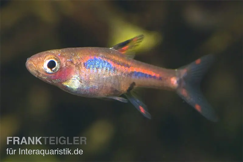 Rasbora moustique, Boraras brigittae (mini-poisson)