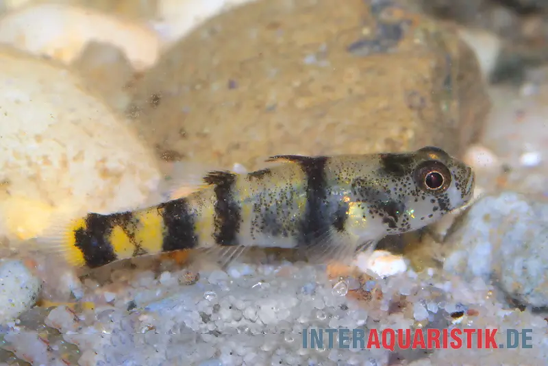 Gobie à anneaux dorés de Bombay, Brachygobius nunus (mini-poisson)