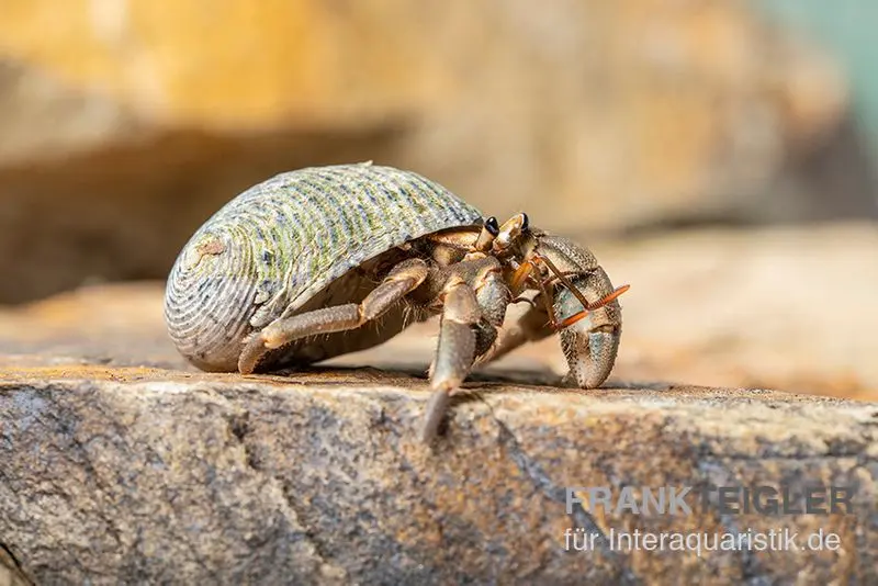Crabe ermite terrestre de Stimpson, Coenobita cavipes