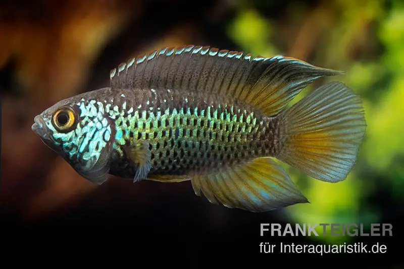 Cichlidé nain brillant, Nannacara anomala, 2,5-3,5 cm