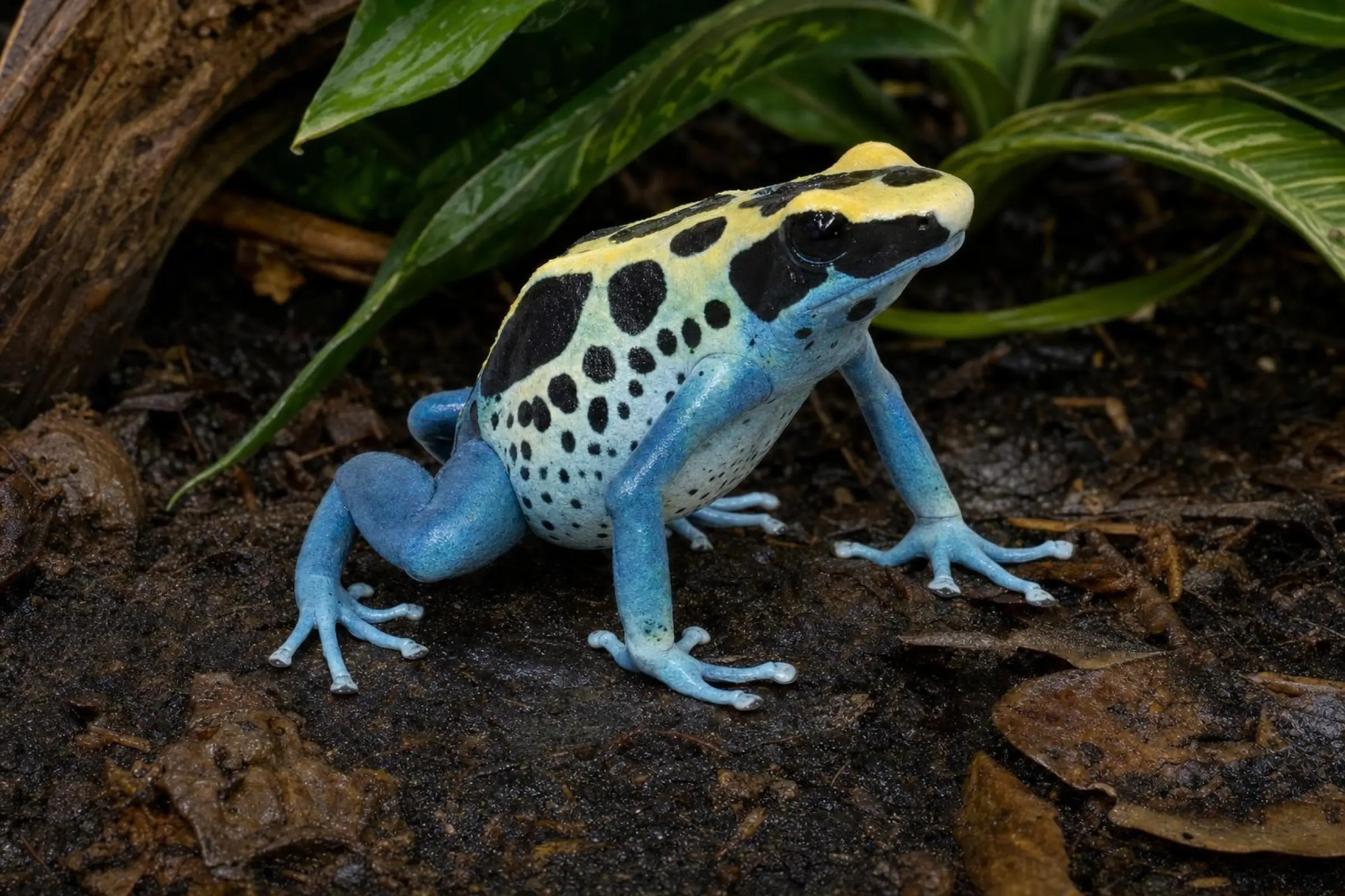 Grenouille à colorant « Patricia Ghost », Dendrobates tinctorius