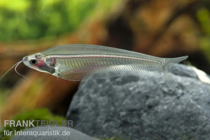 Silure de verre indien, Kryptopterus bicirrhis