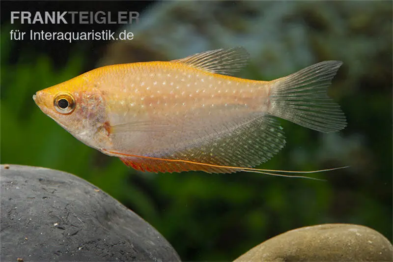 Gourami perlé doré, Trichopodus leerii Gold, élevage allemand, 5-6 cm