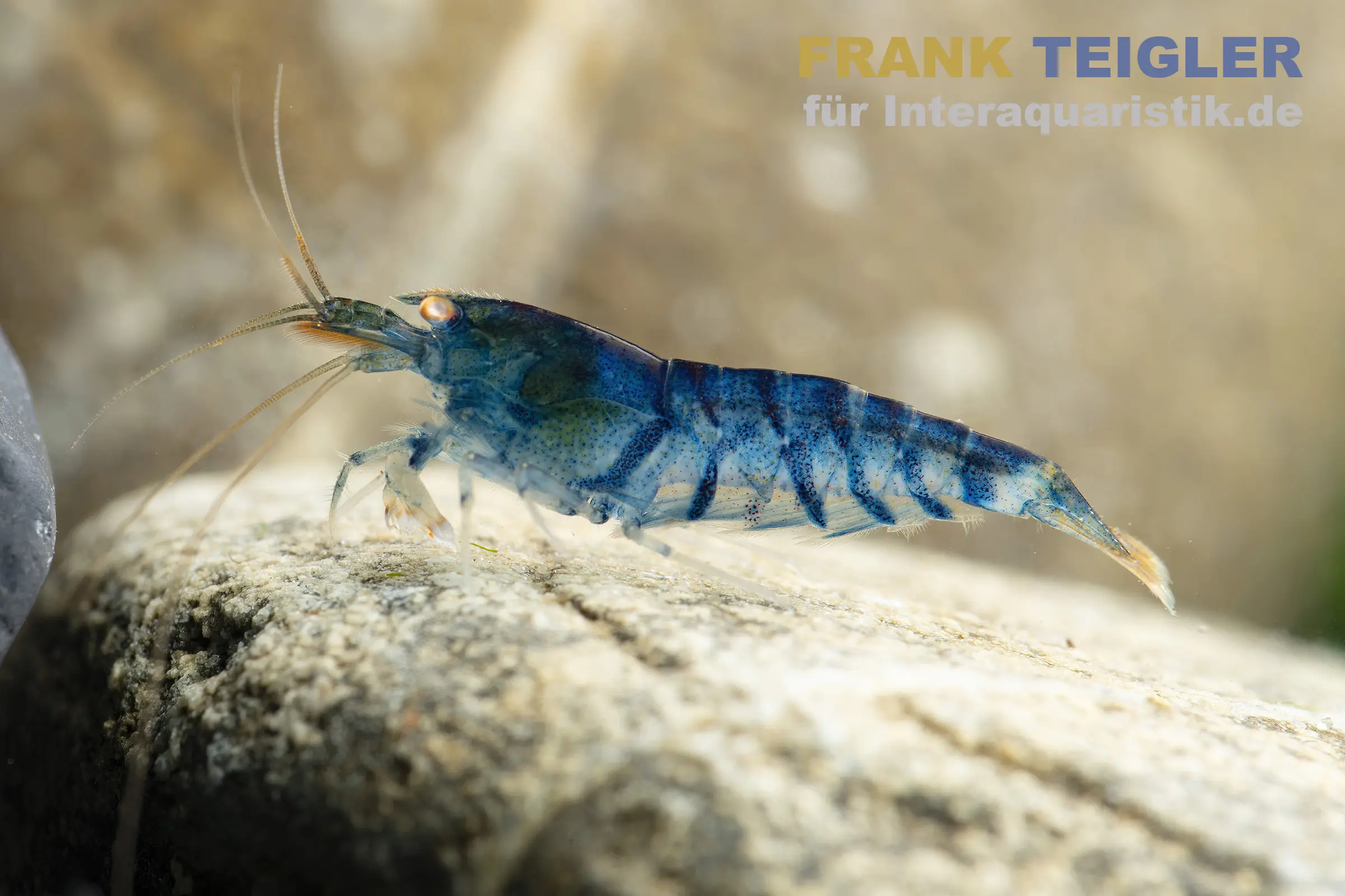Crevette tigre bleu glacé Golden Eye, Caridina mariae