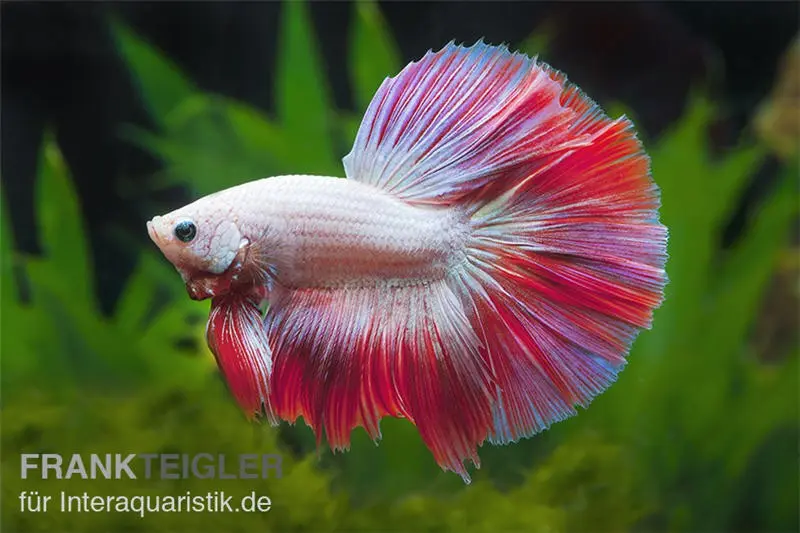 Combattant Halfmoon Multicolor issu d’élevage, mâle, Betta splendens