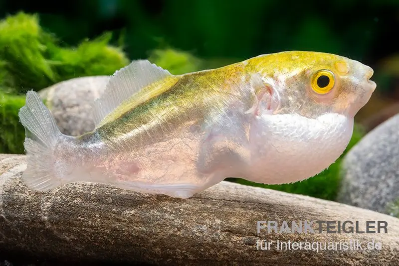 Poisson-globe doré, Chonerhinus modestus