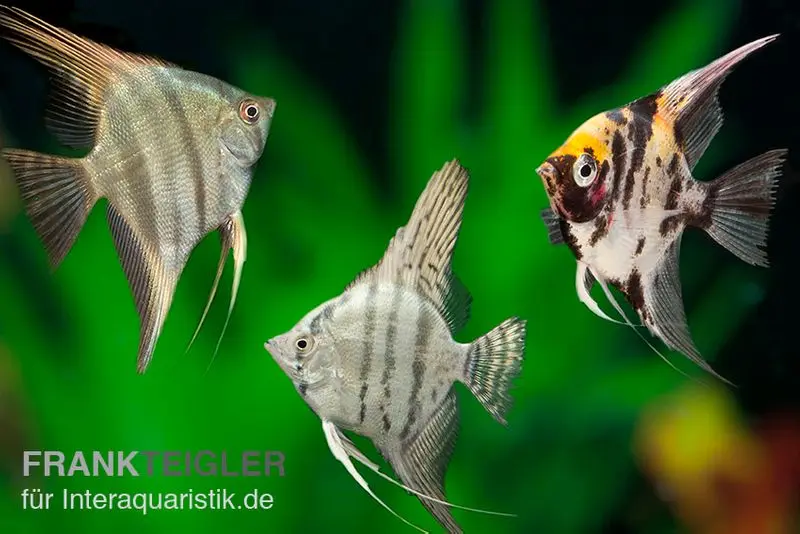 Mix de scalaires, Pterophyllum scalare, taille M