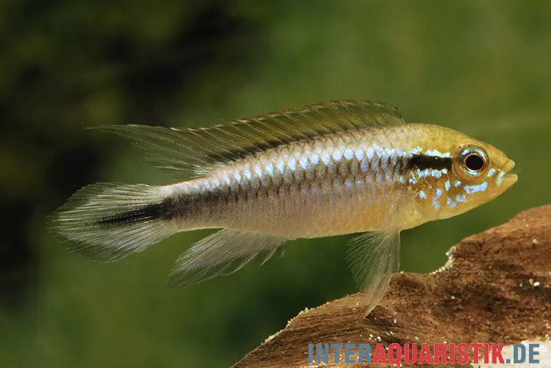 Cichlidé nain d’Agassiz, Apistogramma agassizii, forme sauvage, par couple