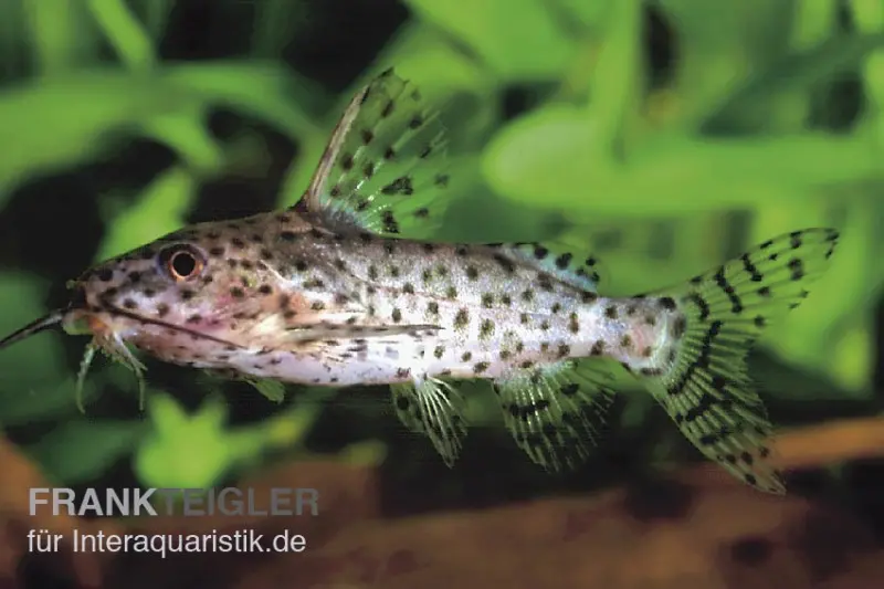 Silure à barbillons plume noir, Synodontis nigrita, 4-5 cm