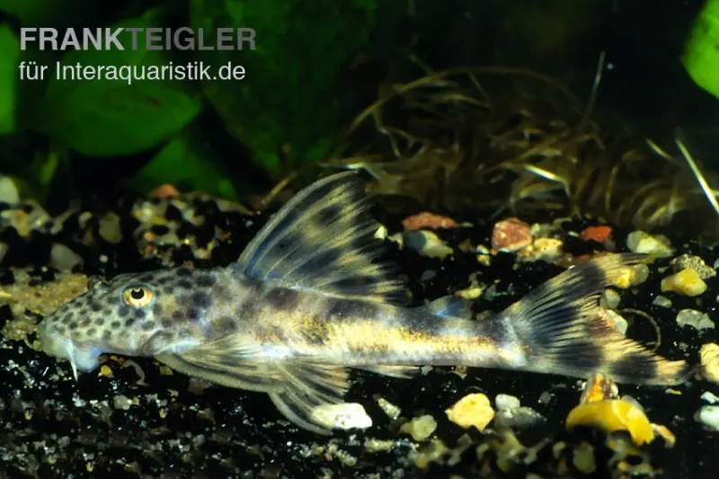Petit Loricariidé nain ponctué, L006, Peckoltia oligospila