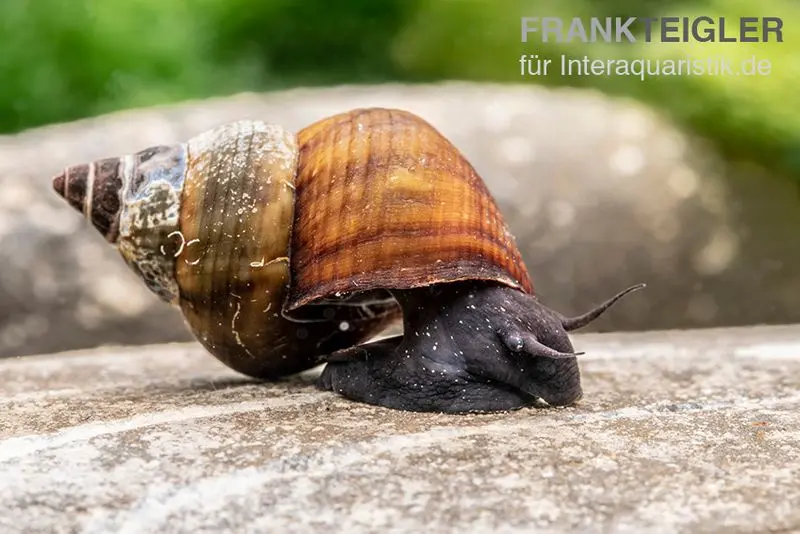 Escargot triangulaire de Sulawesi, Tylomelania sinabartfeldi
