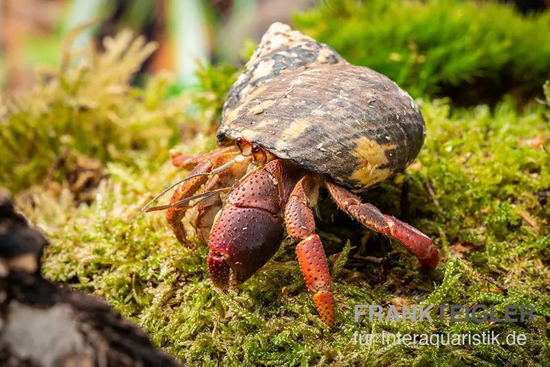 Bernard-l’ermite des Caraïbes, Coenobita clypeatus