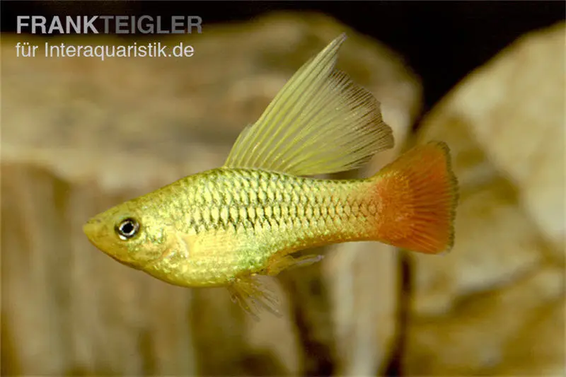 Platy perroquet à hautes nageoires, Xiphophorus variatus