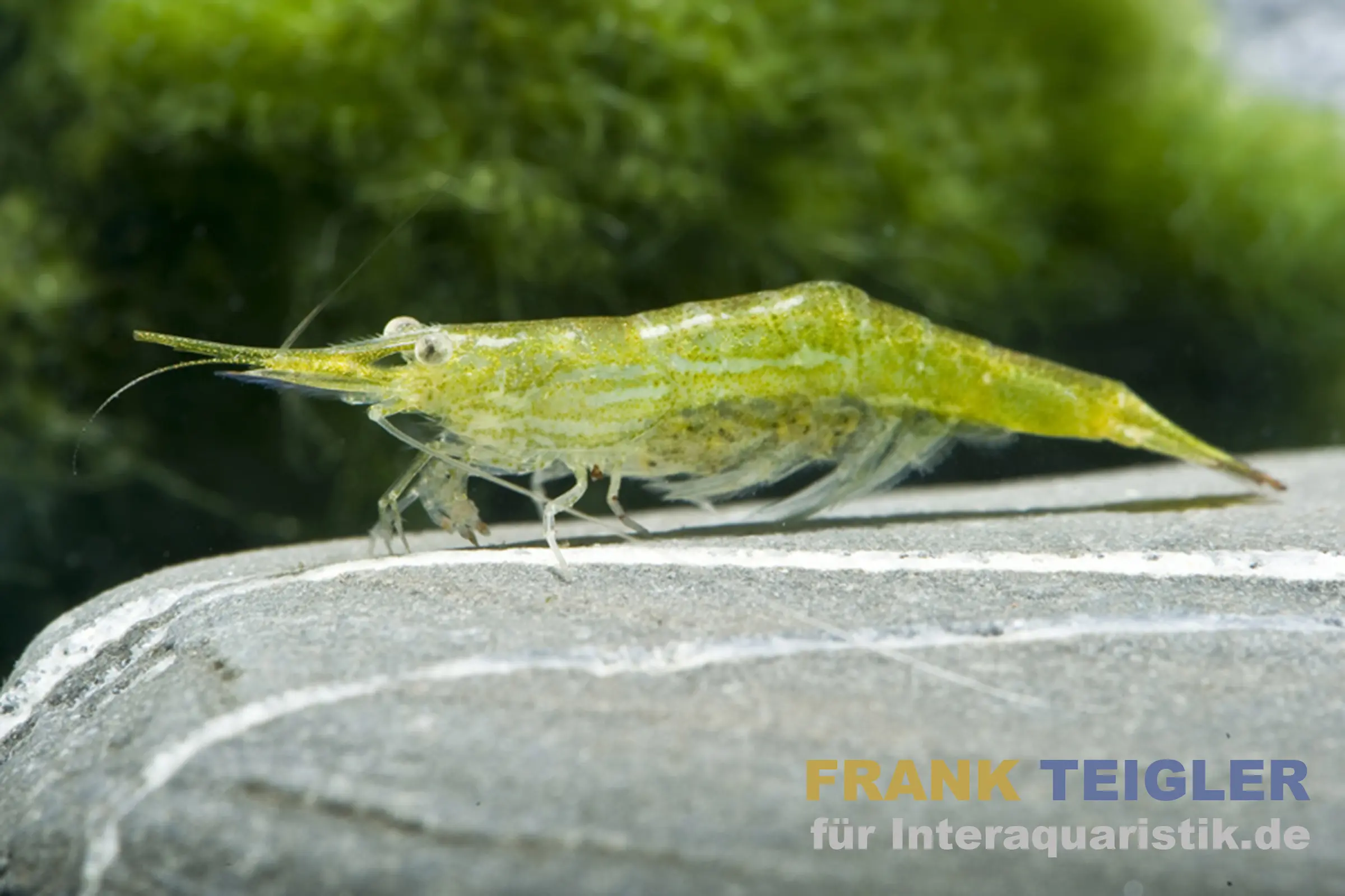 Crevette rhinocéros verte, Caridina hodgarti