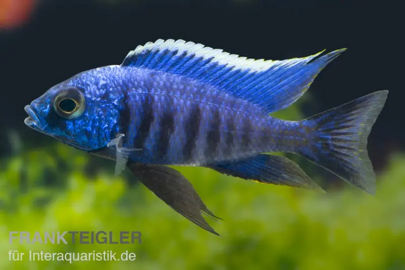 Cichlidé azur, Copadichromis azureus Likoma, élevage allemand