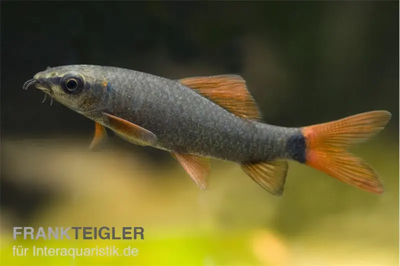 Labéo vert, Epalzeorhynchos frenatum