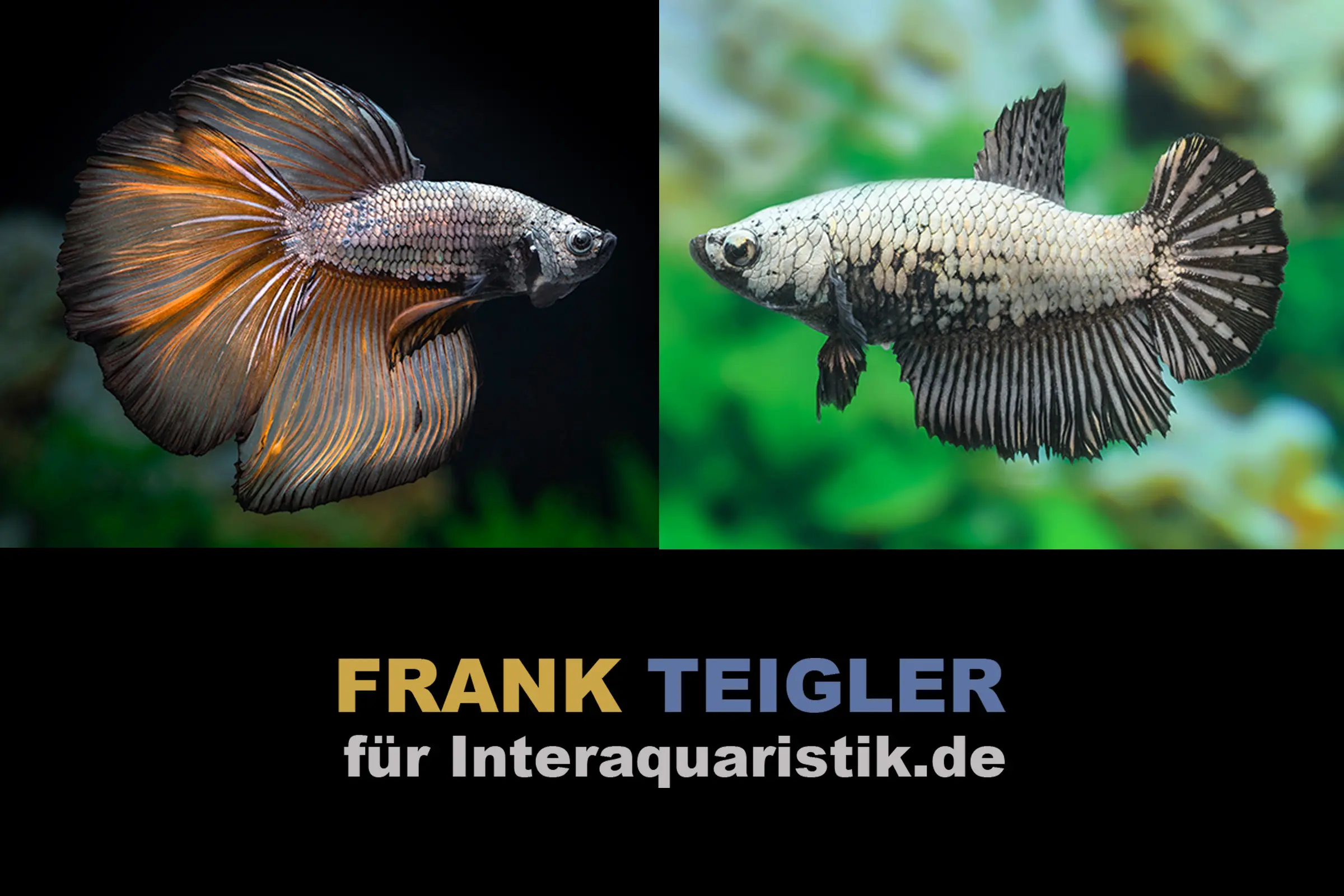 Couple : Combattant Halfmoon Copper, Betta splendens