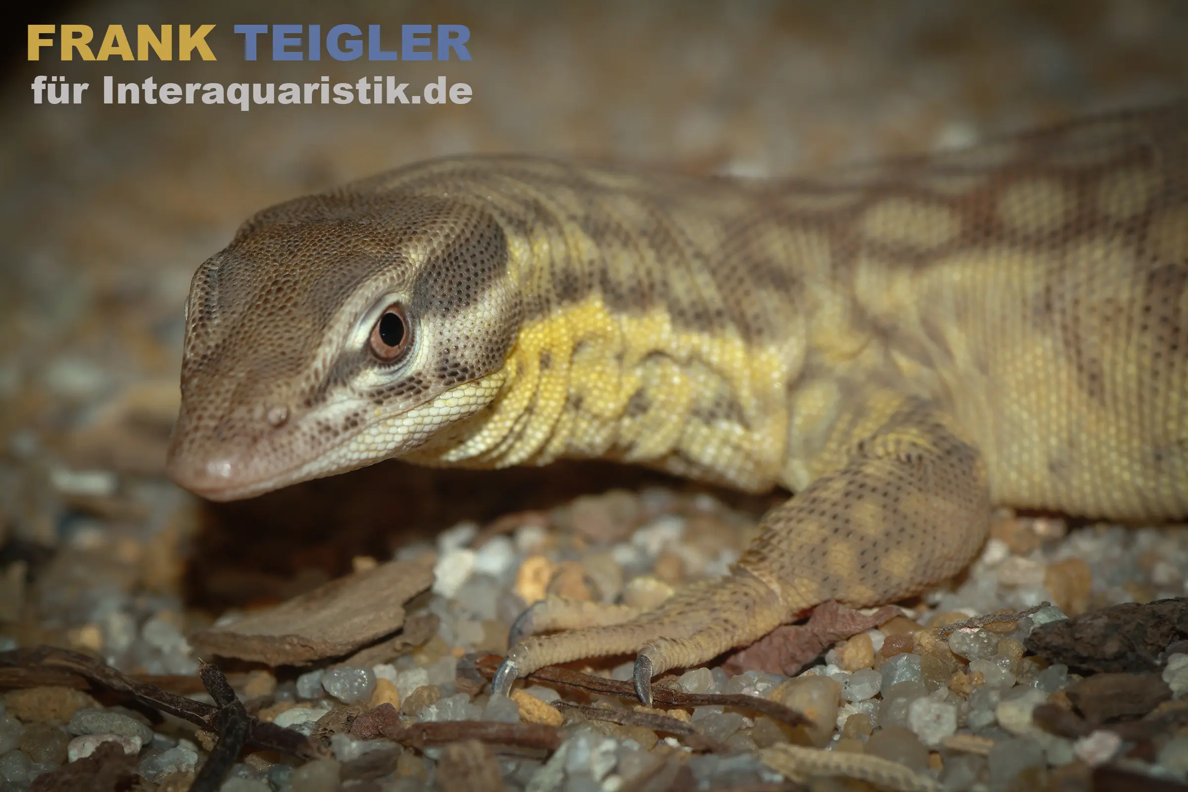 Varan à queue épineuse, Varanus acanthurus