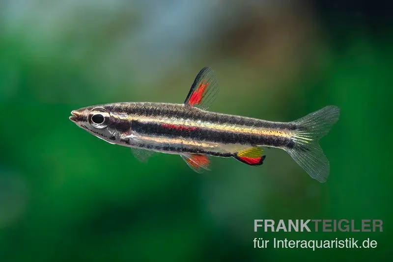 Tétra ornemental nain, Nannostomus marginatus
