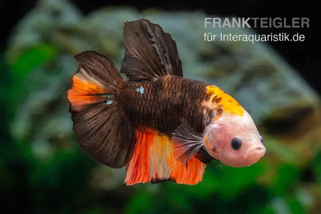 Combattant Plakat Fancy Color, mâle, Betta splendens