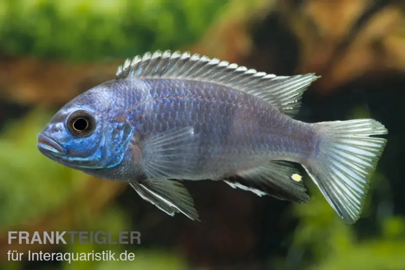 Incubateur buccal à queue jaune, Pseudotropheus spec. acei Luwala, 4-6 cm élevage allemand