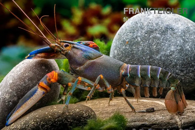 Écrevisse tigre bleue, Cherax alyciae « Blue Kong »