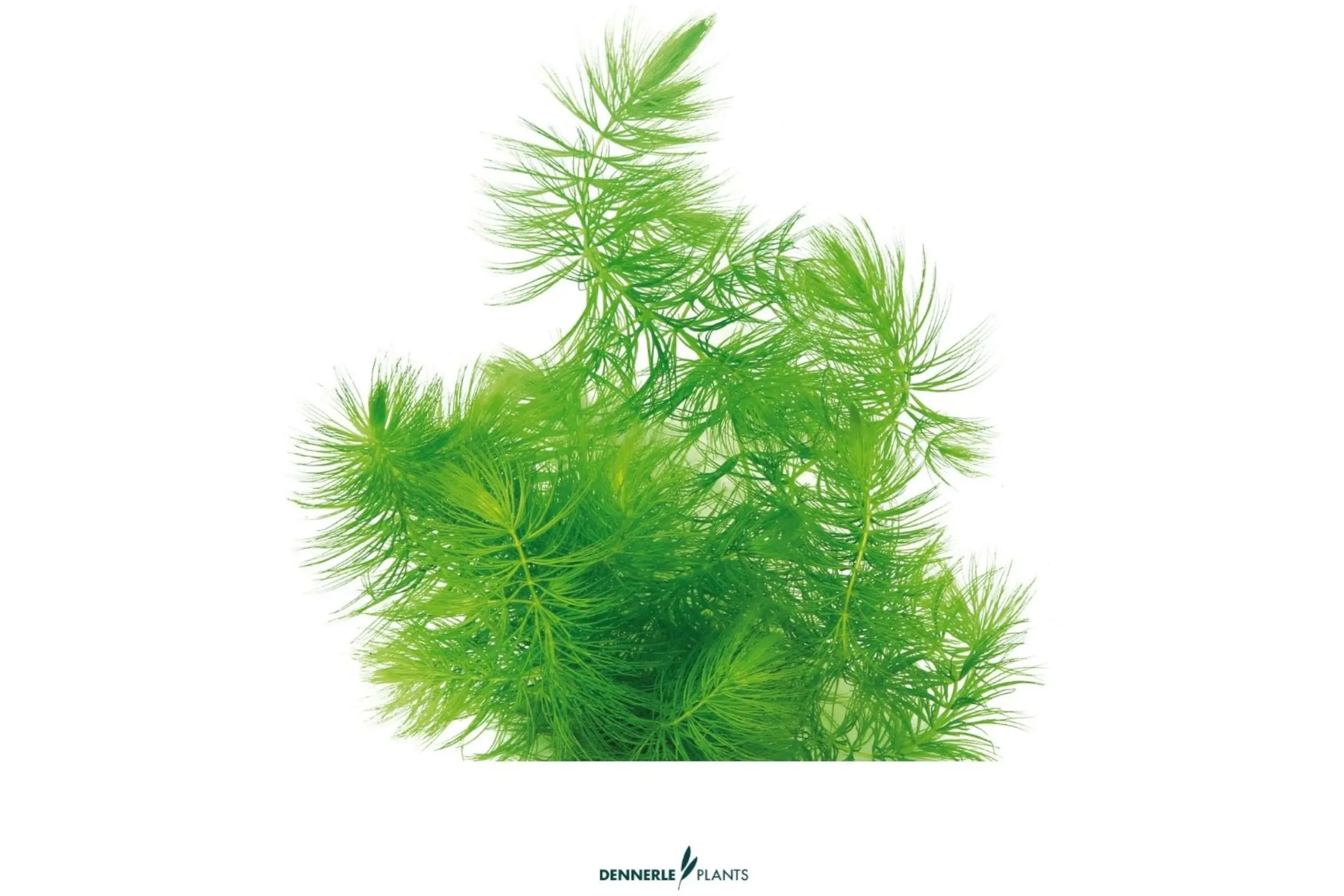 Cératophylle, Ceratophyllum demersum, portion en vrac