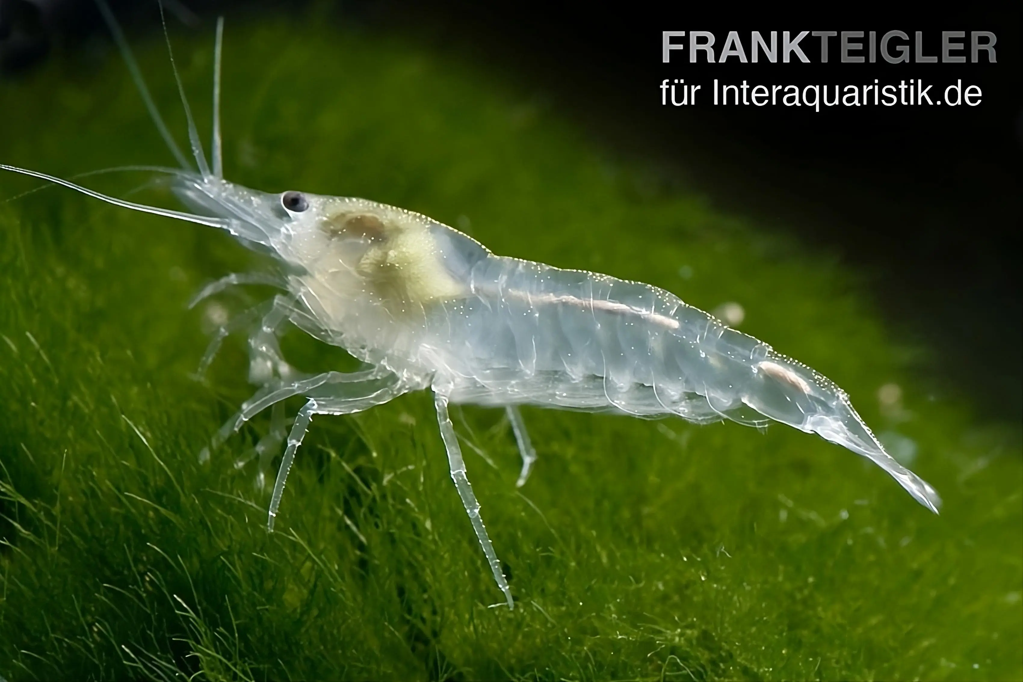 Crevette White Pearl, Neocaridina palmata var. « White Pearl »