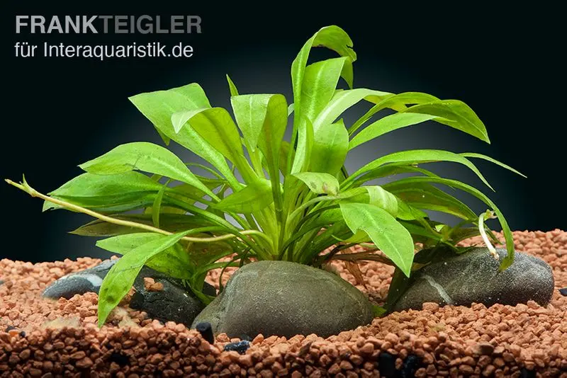 Plante amazonienne naine, Echinodorus quadricostatus, en pot