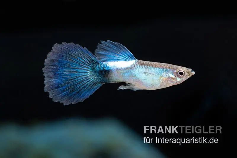Guppy Blue Queen, Poecilia reticulata, vendu par couple