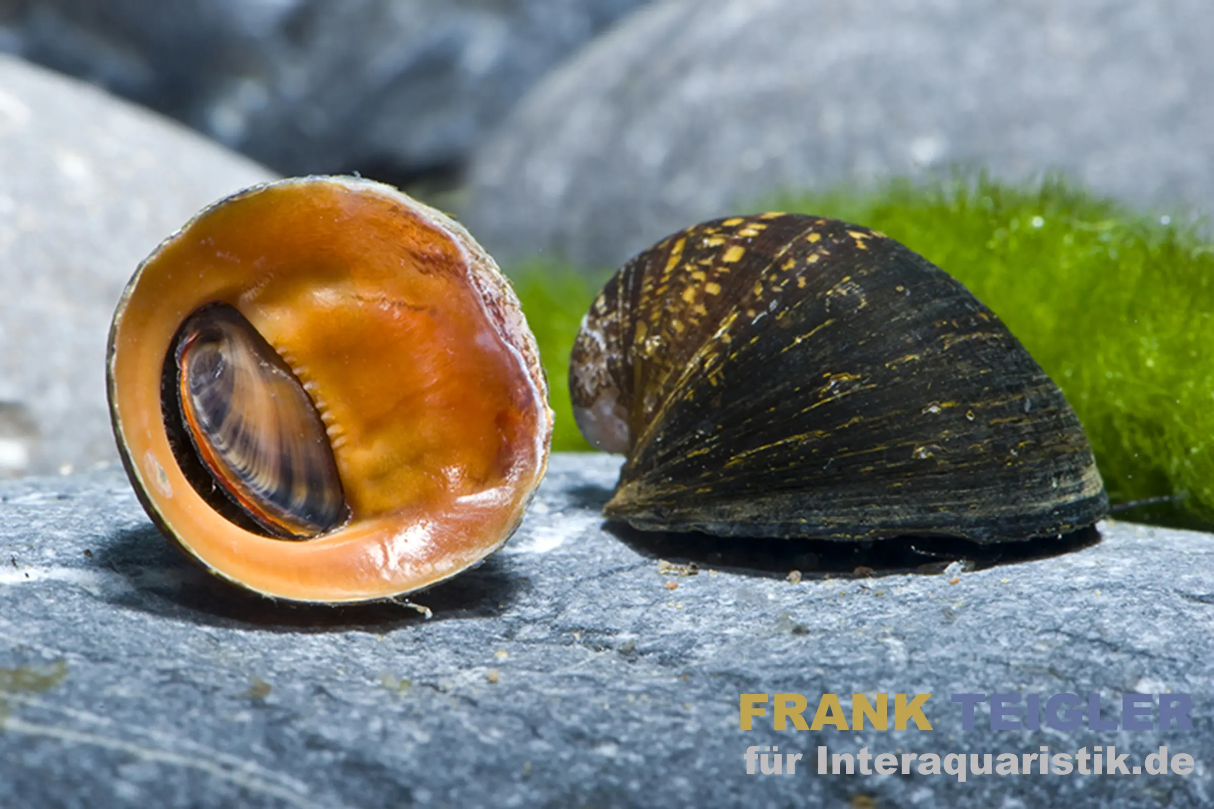 Escargot nerite Red Lips, Neritina violacea