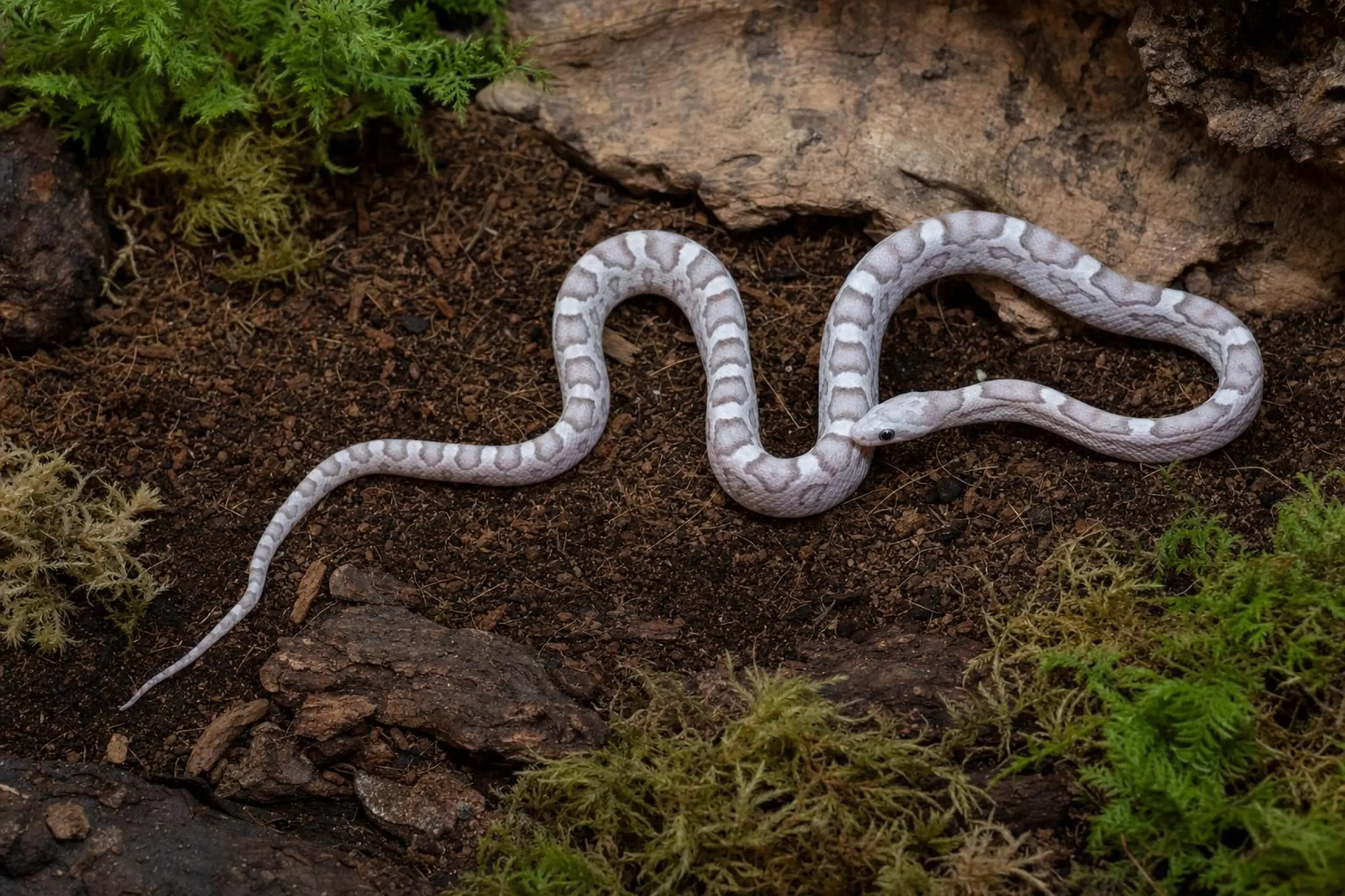 Serpent des blés Ultramel-Anery-Motley, Pantherophis guttatus