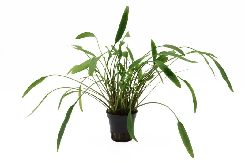 Cryptocoryne Nevillii, Cryptocoryne x willisii « Nevillii », en pot