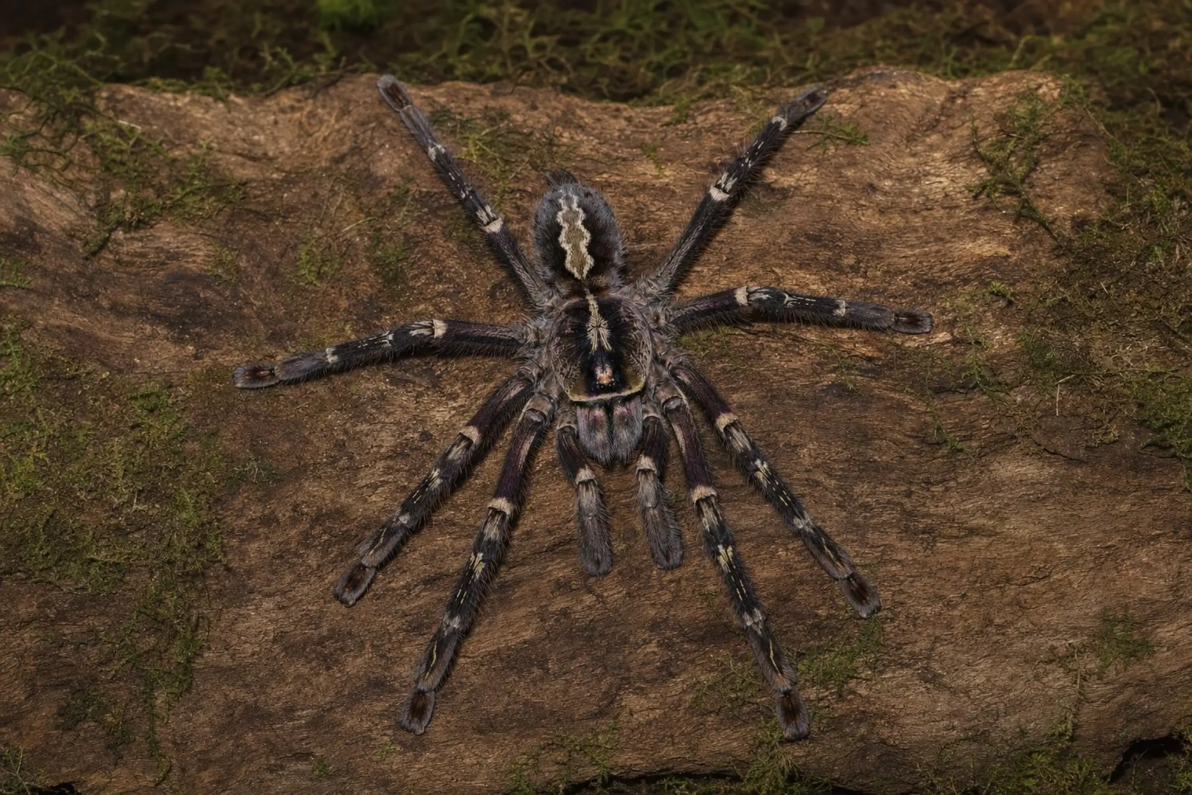 Mygale ornementale ornée, Poecilotheria ornata