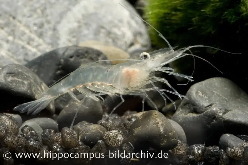Crevette de verre, Macrobrachium lanchesteri