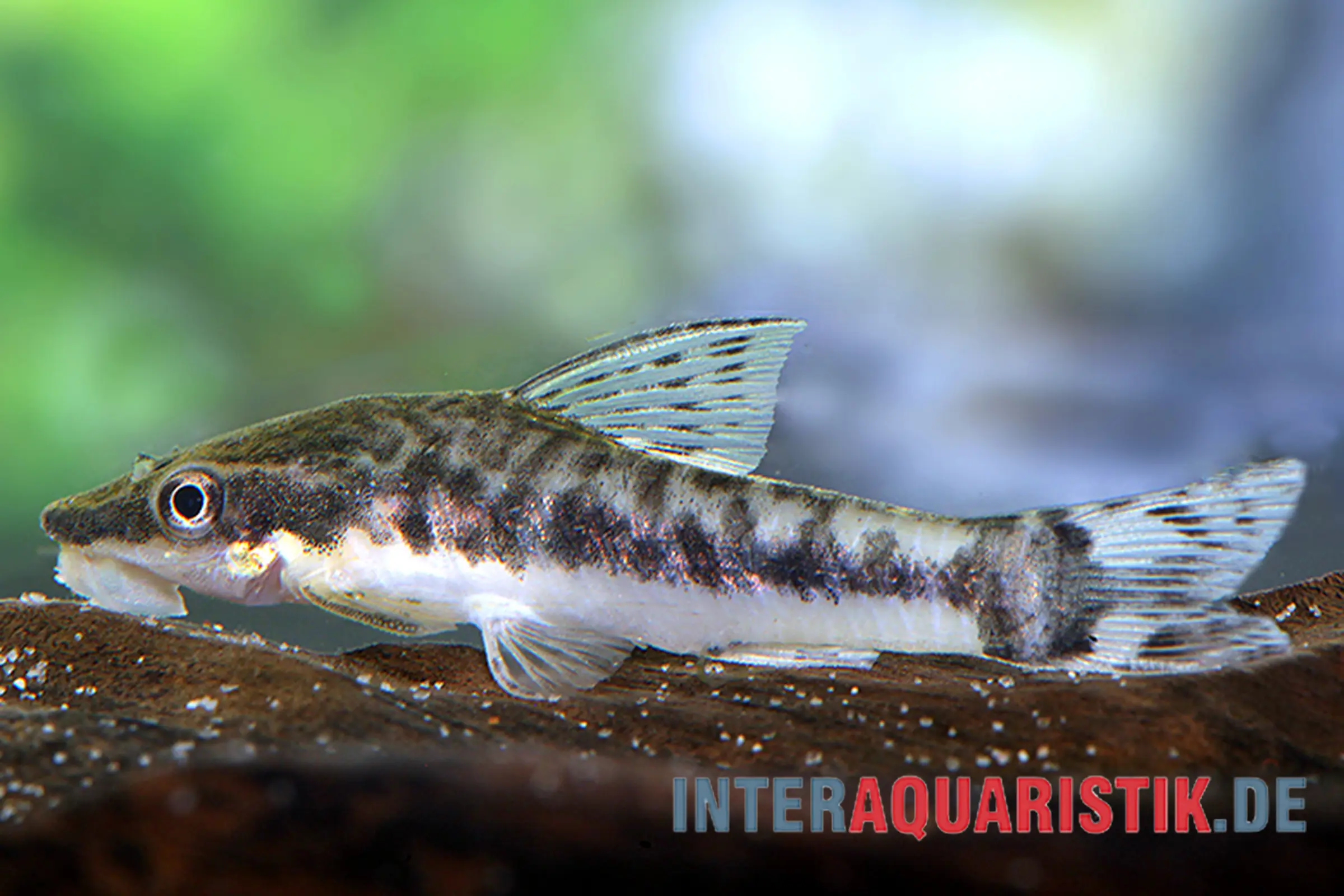 Silure nain ventouse, Otocinclus macrospilus, 2,5-3,5 cm