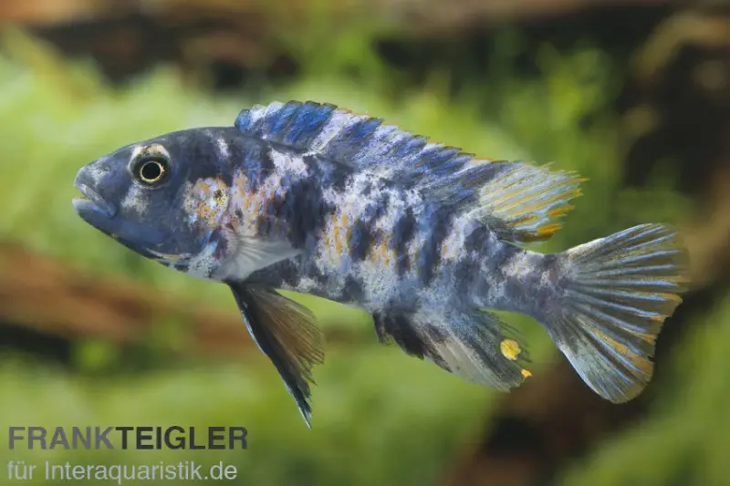 Cichlidé à bouche râpeuse, Labeotropheus trewavasae « OB » tacheté