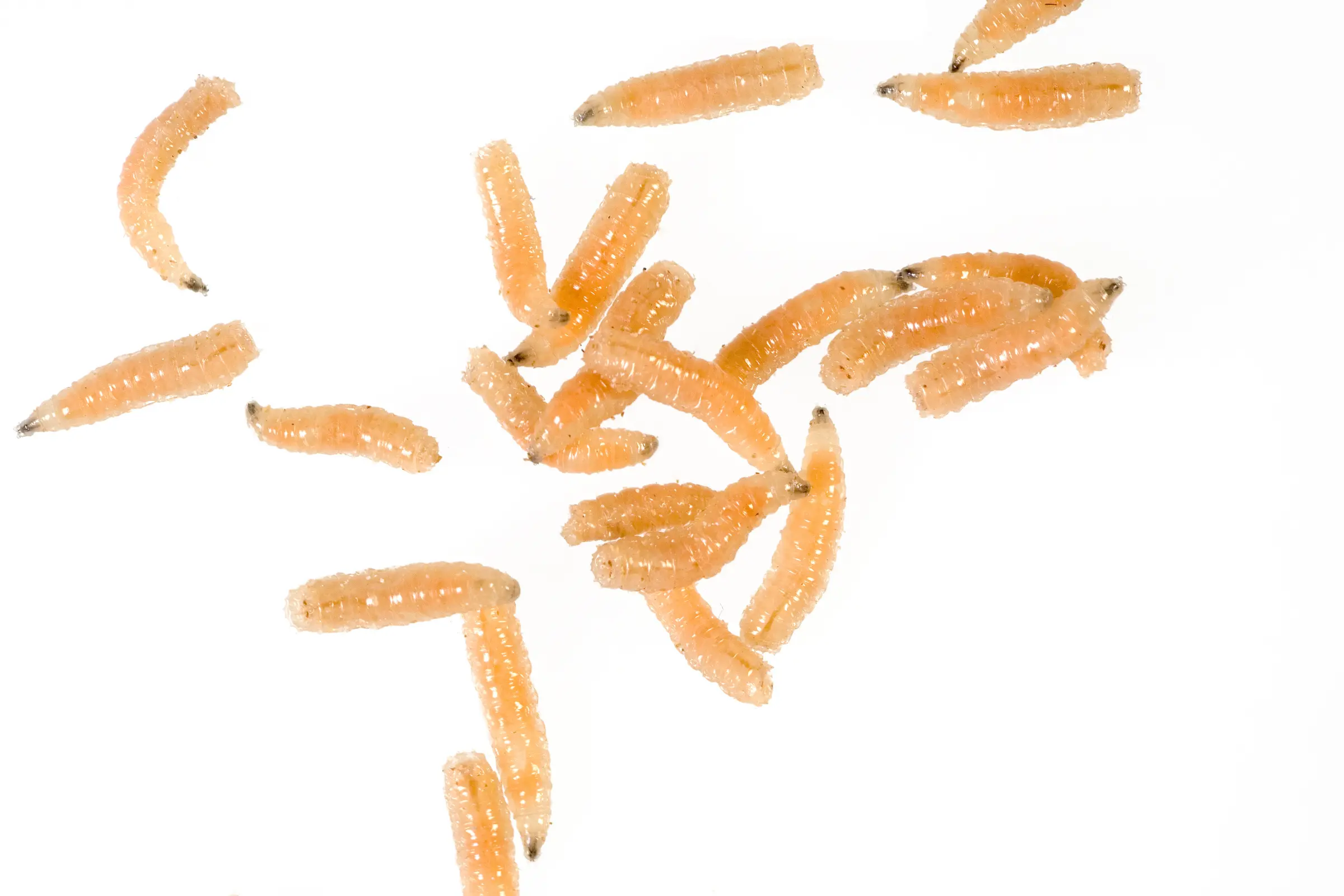 Asticots de mouches à viande, Sarcophagidae sp., 30 g